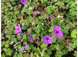 6 X Geranium Hybr. 'Pink Penny' - Cranesbill - Vaso 9X9 Cm