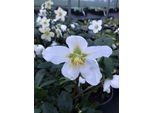 6 X Helleborus Niger - Elleboro - Vaso 9 X 9 Cm