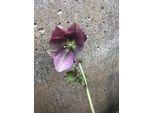 6 X Helleborus Orientalis 'Red Hybrids' - Elleboro - Vaso 9 X 9 Cm