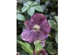 6 X Helleborus Orientalis 'Pretty Ellen Purple' - Elleboro - Vaso 9 X 9 Cm