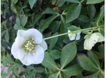 6 X Helleborus O. Pretty Ellen White - Elleboro - Vaso 9 X 9 Cm