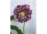 6 X Helleborus O. Double Ellen Picotee - Elleboro - Vaso 9 X 9 Cm