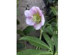 6 X Helleborus Orientalis Pretty Ellen Pink - Elleboro - Vaso 9 X 9 Cm