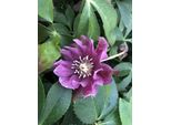 6 X Helleborus Orientalis 'Double Ellen Red' - Nieswurz - Topf 9 X 9 Cm