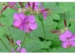 6 X Geranium Macrorrhizum - Cranesbill - Vaso 9 X 9 Cm