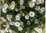 6 X Erigeron Karvinskianus - Fioritura In Vaso 9 X 9 Cm