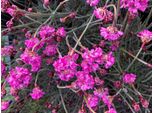 6 X Armeria Maritima 'Rubrifolia' - Erba Inglese In Vaso 9X9 Cm