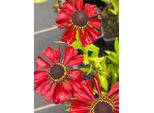 6 X Helenium Hybr. 'Kupferzwerg' - Girasole - Vaso 9 X 9 Cm