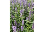 6 X Agastache Hybr. 'Blue Fortune' - Pianta Di Liquirizia In Vaso 9X9 Cm