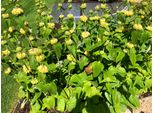 6 X Phlomis Russeliana - Erba Di Fuoco In Un Vaso 9 X 9