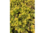 6 X Sedum Reflexum 'Angelina' - Foglia Grassa Angelina - Vaso 9 X 9 Cm
