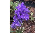 6 Xdelphinium Hybr. 'Delgenius Breezin' Ð Rittersporn Im 9X9 Cm Topf