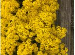 6 X Aurinia Saxatilis 'Compacta' - Schildsamen Im 9X9 Cm Topf