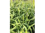 6 X Spodiopogon Sib. 'West Lake' - Sibirische Federborstengras Im Topf 9X9 Cm