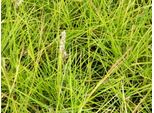 6 X Sesleria Autumnalis - Erba Blu In Vaso 9X9 Cm
