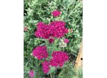 6 X Achillea Millefolium 'Pomegranate' - Achillea In Vaso 9 X 9 Cm