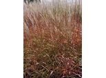 6 X Miscanthus Sinensis 'Ghana' - Chinaschilf Im Topf 9 X 9 Cm
