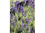 6 X Lavandula Angustifolia 'Hidcote' - Lavanda In Vaso 9 X 9 Cm