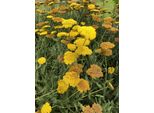 6 X Achillea 'Coronation Gold' - Achillea In Vaso 9 X 9 Cm