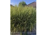 6 X Miscanthus Sinensis 'Strictus' - Chinaschilf Im Topf 9 X 9 Cm