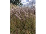 6 X Miscanthus Sinensis 'Red Chief' - Chinaschilf Im Topf 9 X 9 Cm
