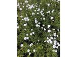 6 X Achillea Ptarmica 'Peter Cotonetail' - Achillea In Vaso 9 X 9 Cm