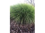 12 X Miscanthus Sinensis 'Gracillimus' - Chinaschilf Im Topf 9 X 9 Cm