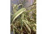 6 X Phalaris Arundinacea 'Picta' - Erba Canaria In Vaso 9X9Cm