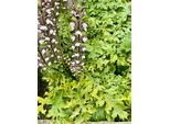 6X Acanthus Mollis - Hogweed In Vaso 9 X 9 Cm