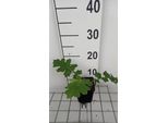 6 X Acanthus Hungaricus - Barrenwort In Vaso 9 X 9 Cm