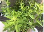 6 X Aloysia Triphylla (= Lippia) - Verbena Del Limone - Pianta Erbacea In Vaso 9 X 9 Cm