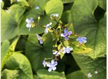 6 X Brunnera Sibirica - Nontiscordardime Caucasico In Vaso 9X9 Cm