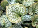 6 X Brunnera Macrophylla 'Jack Frost' - Caucasich Don't Forget Me In Vaso 9X9 Cm