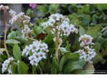 6 X Bergenia Hybr. 'Bressingham White' - Pianta Di Ciabattino In Vaso 9X9Cm
