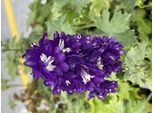6 X Delphinium (P) 'King Arthur' - Delphinium In Vaso 9 X 9 Cm