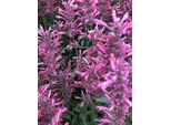 6 X Agastache Mexicana 'Red Fortune' - Pianta Di Liquirizia In Vaso 9X9 Cm