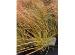 6 X Carex Test. 'Prairie Fire' - Segge Arancione - Im Topf 9X9 Cm