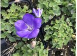 6 X Campanula Carpatica 'Blaue Clips' - Lampada Da Giardino Di 9X9 Cm