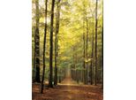 Puzzle Da 1000 Pezzi - Puzzle - Sentiero Della Foresta Illuminato Dal Sole + Cornice In Alluminio Per Puzzle Da 1000 Pezzi