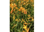 6 X Crocosmia Hybr. 'George Davidson' - Montbretia Im 9X9 Cm Topf