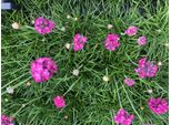 6 X Armeria Maritima 'Splendens' - Erba Inglese In Vaso 9X9 Cm