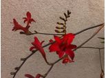 6 X Crocosmia Hybr. Lucifer' - Montbretia Im 9X9 Cm Topf