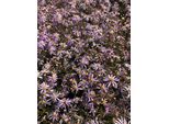 6 X Aster Pyrenaeus 'Lutetia' - Aster In Vaso 9X9 Cm