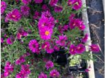 6 X Aster Novi-Belgii 'Royal Ruby' - Astro Erbaceo Di 9X9 Cm