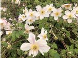 6 X Anemone 'Dainty Swan' - Anemone Im Topf 9X9 Cm