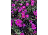 6 X Aster Dumosus 'Starlight' - Aster In Vaso 9X9 Cm