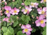 6 X Anemone Hupehensis 'Jasmine' - Anemone In Vaso 9 X 9 Cm