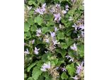 6 X Campanula Posch. 'Lisduggan Var - Campanula In Vaso 9X9 Cm