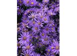 6 X Aster Amellus 'Blue King' - Astro Di Montagna In Vaso 9X9 Cm