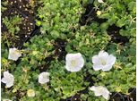 6 Xcampanula Carpatica 'White Clips' - Campanula Carpatica In Vaso 9X9 Cm